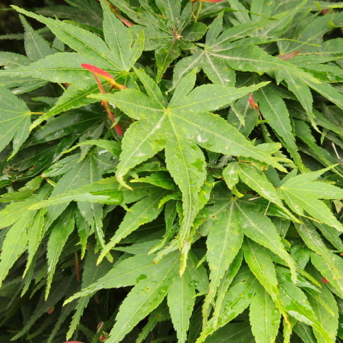 Javory - Javor dlanitolistý 'Mikawa Yatsubusa' květináč 5 litrů, kmínek 30cm, stromek