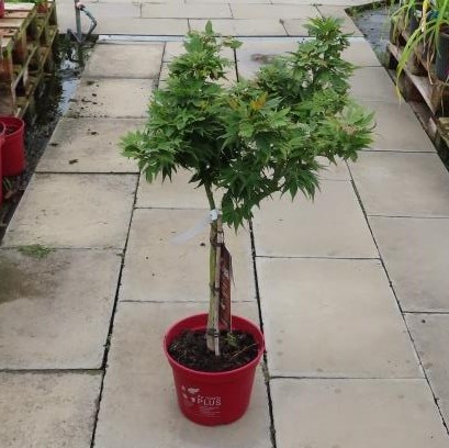 Javor dlanitolistý 'Mikawa Yatsubusa' květináč 5 litrů, kmínek 30cm, stromek-0