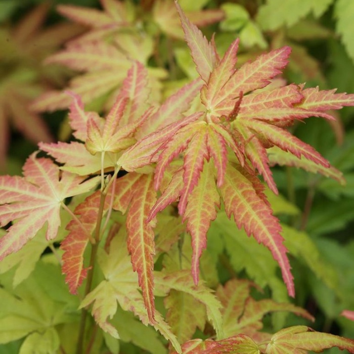 Javory - Javor dlanitolistý Orange Dream květináč 10 litrů