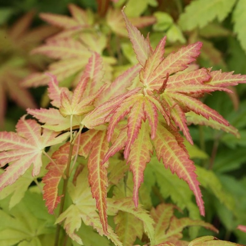 Javory - Javor dlanitolistý Orange Dream květináč 5 litrů, bonsai