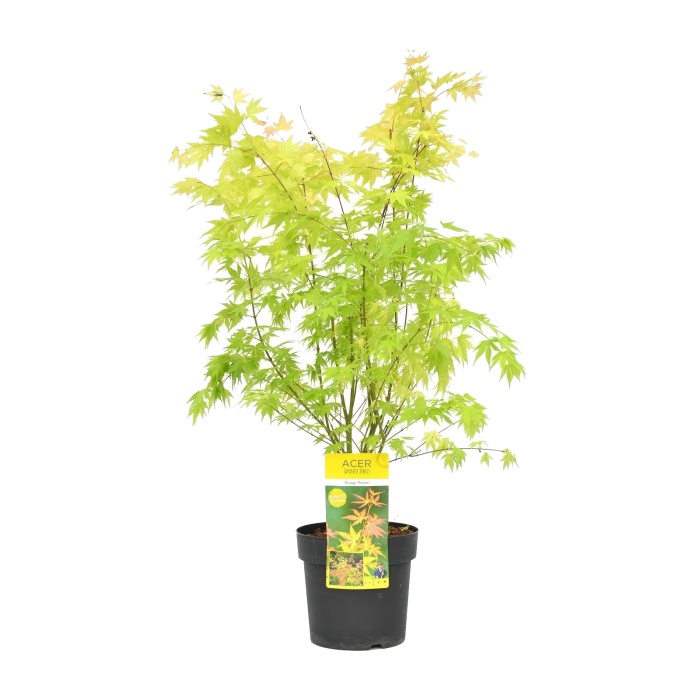 Javory - Javor dlanitolistý Orange Dream výška 80/+, 7,5 litru