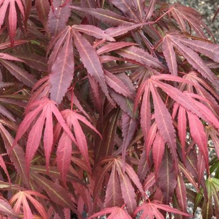 Javory - Javor dlanitolistý 'Oregon Sunset' mini kmínek, květináč 9 litrů