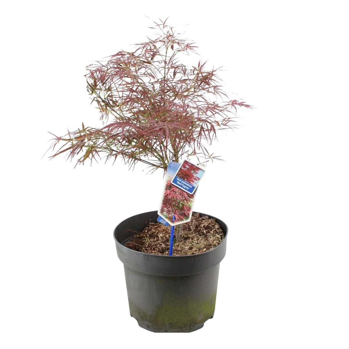 Javory - Javor dlanitolistý Red Pygmy mini kmínek, květináč 7 litrů