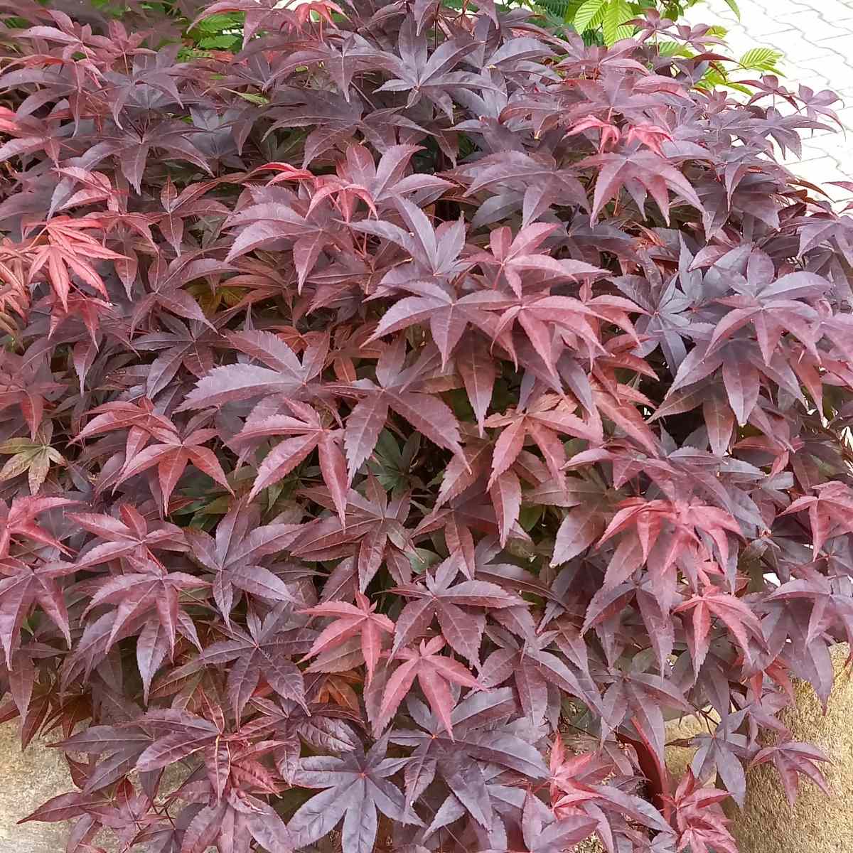 Javory - Javor dlanitolistý Rhode Island Red výška 60/70cm, květináč 15 litrů