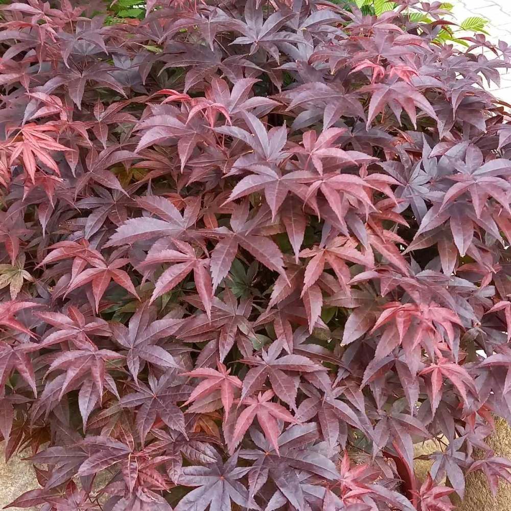 Javory - Javor dlanitolistý Rhode Island Red výška 60/70cm, květináč 35 litrů