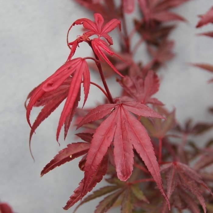Rostliny - Javor dlanitolistý 'Shaina' kmínek 40cm, květináč 10 litrů