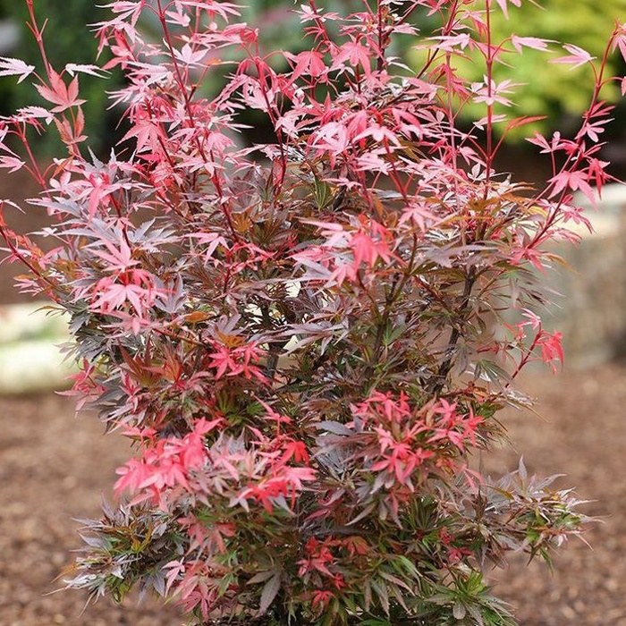 Javor dlanitolistý 'Shaina' kmínek 40cm, květináč 10 litrů-0