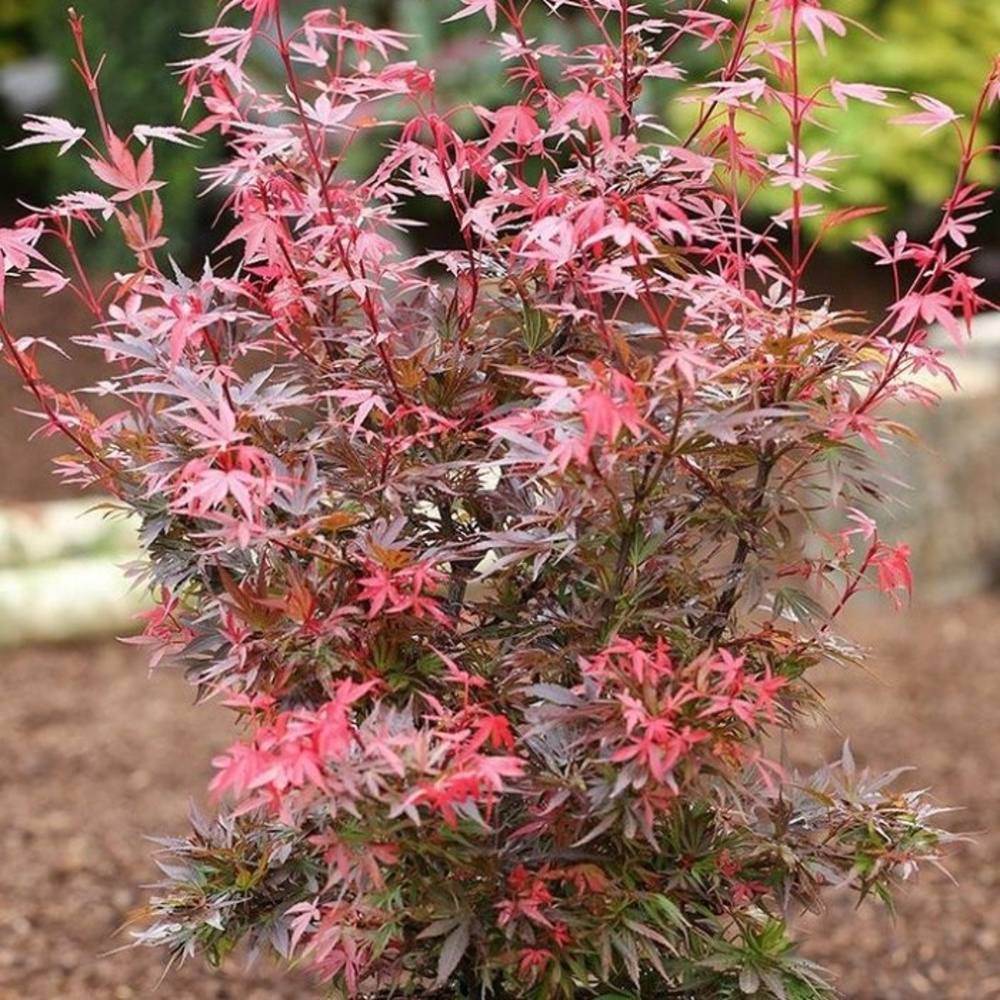 Javory - Javor dlanitolistý Shaina kmínek 50cm, květináč 25 litrů