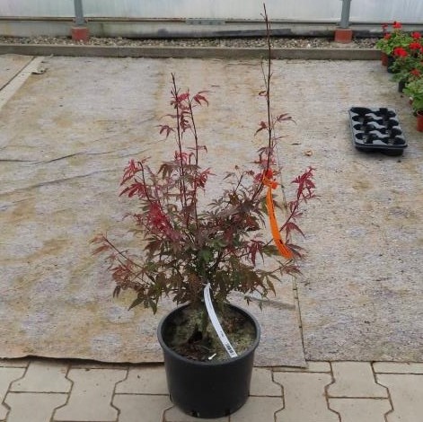 Javor dlanitolistý Shaina květináč 10 litrů, výška 40/50cm, keř-0