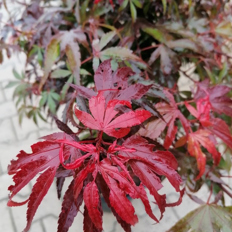 Javor dlanitolistý Shaina květináč 12 litrů, kmínek 60cm, stromek-1