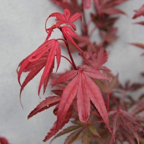 Javory - Javor dlanitolistý Shaina květináč 3 litry, výška 30/40cm, keř