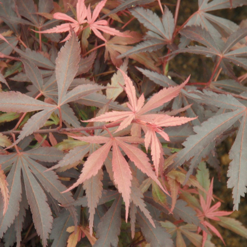 Rostliny - Javor dlanitolistý Shaina květináč 9 litrů, mini kmínek, stromek