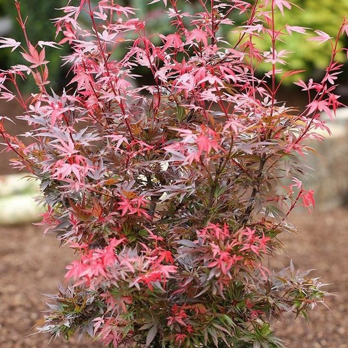 Javory - Javor dlanitolistý Shaina výška 60/80cm, květináč 7 litrů