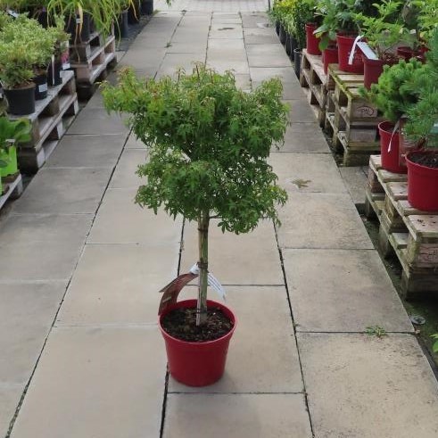 Javory - Javor dlanitolistý 'Sharp's Pygmy' květináč 5 litrů, kmínek 30cm, stromek