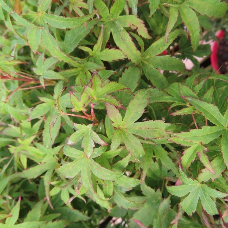 Javor dlanitolistý 'Sharp's Pygmy' květináč 5 litrů, kmínek 30cm, stromek-0