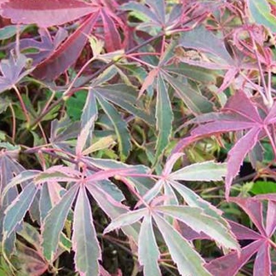Rostliny - Javor dlanitolistý 'Shirazz Dream' květináč 15 litrů, výška 80/100cm, keř