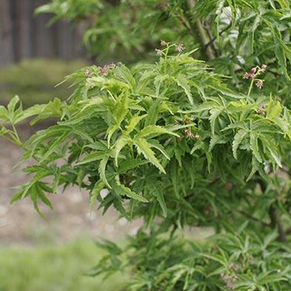 Javory - Javor dlanitolistý 'Shishigashiri' květináč 15 litrů, výška 80/100cm, keř