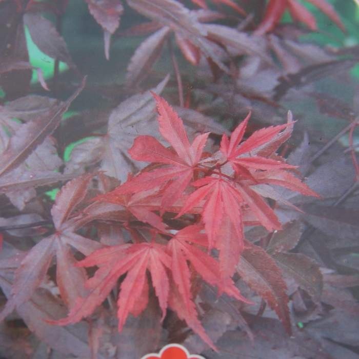 Javory - Javor dlanitolistý 'Skeeter's Broom' výška 100/125cm, květináč 15 litrů