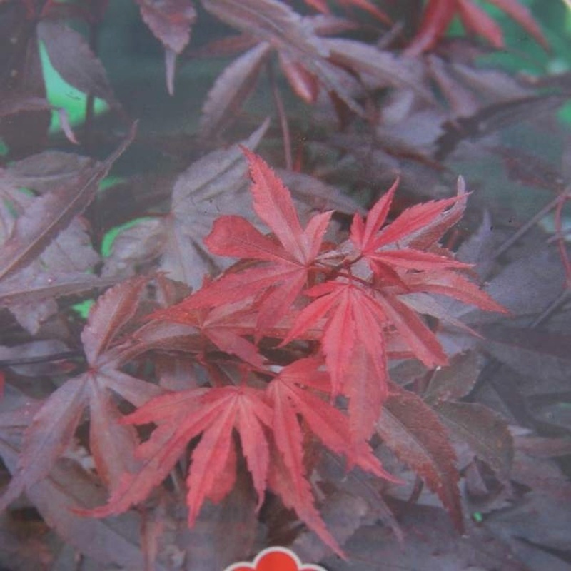 Javory - Javor dlanitolistý Skeeters Broom kmínek 1/2, květináč 30 litrů