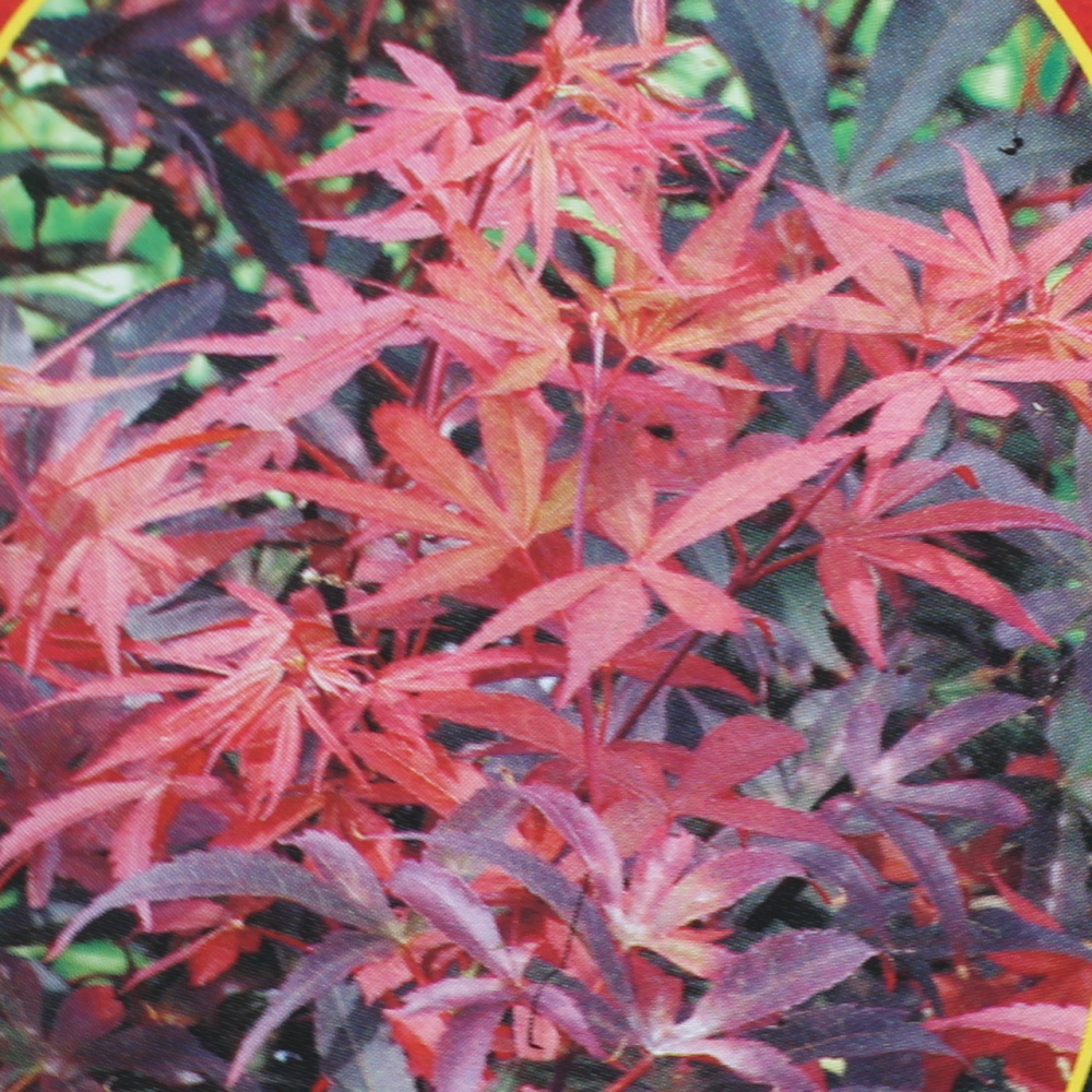 Javory - Javor dlanitolistý Skeeters Broom výška 125/150cm, květináč 25 litrů