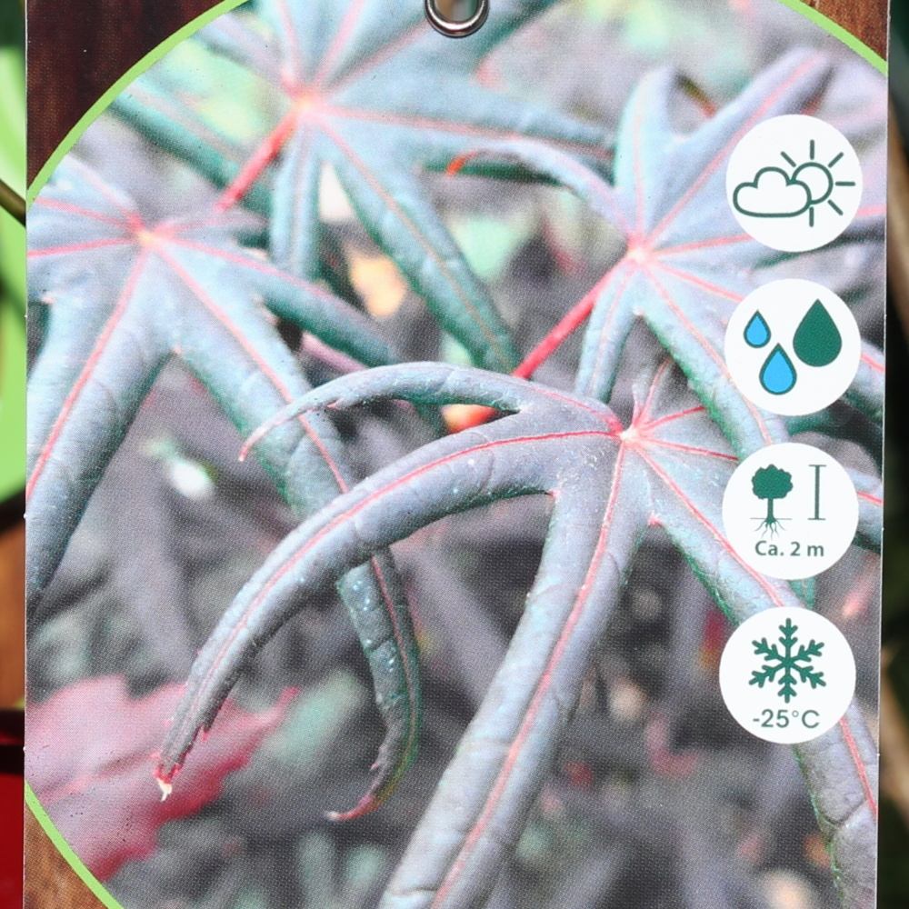 Javory - Javor dlanitolistý Starfish výška 60/80cm, květináč 7,5 litru