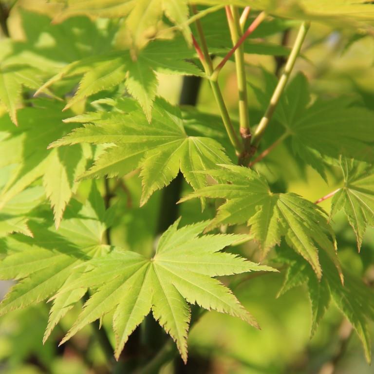 Javory - Javor dlanitolistý Summergold miska 5 litrů, výška 15/20cm, tvar bonsai