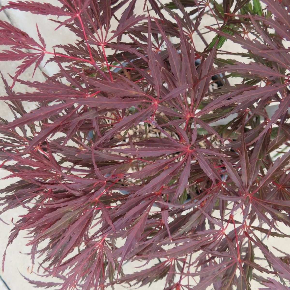 Listnaté stromky a stromy - Javor dlanitolistý Tamukeyama kmínek 90cm, květináč 10 litrů