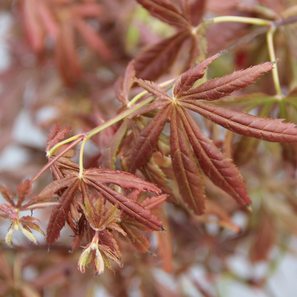Rostliny - Javor dlanitolistý 'Trompenburg' květináč 7,5 litru, výška 60/80cm, keř