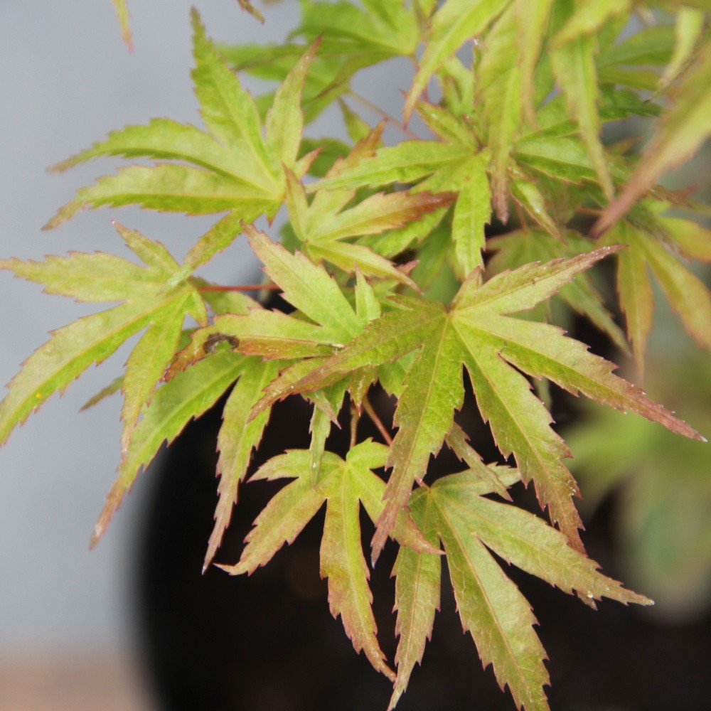 Javor dlanitolistý  'Wilsons Pink Dwarf' květináč 3 litry, výška 30/40cm, keř-0