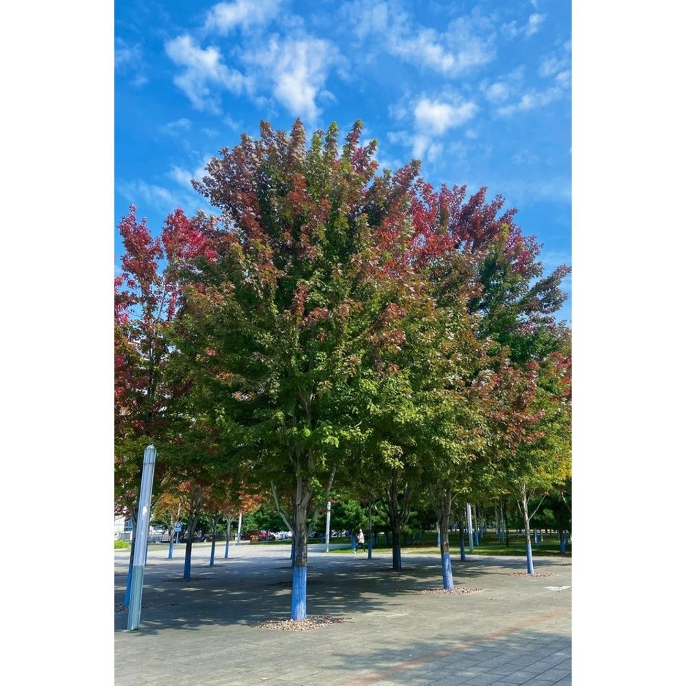 Soliterní stromy - Javor Freemanův Autumn Blaze výška kmene 225cm, zemní bal