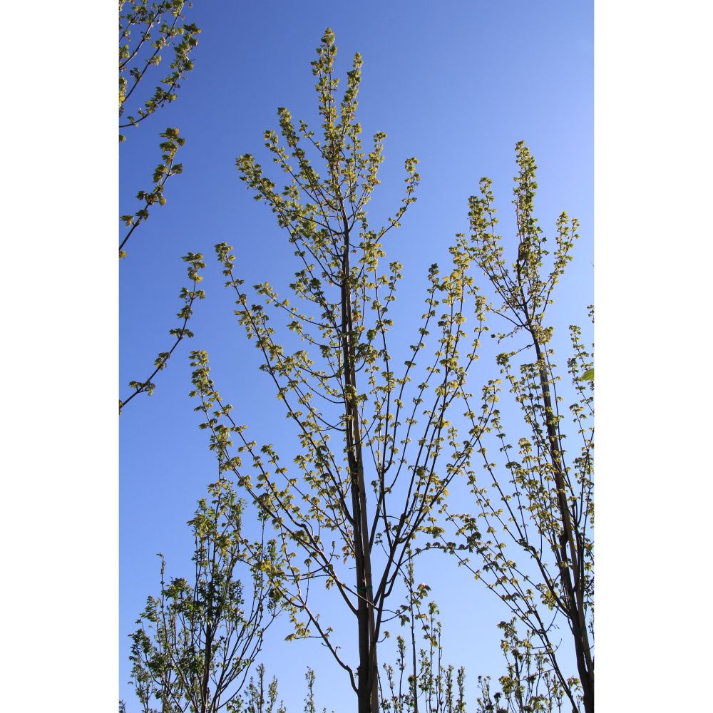 Javor Freemanův Autumn Blaze výška kmene 225cm, zemní bal-0