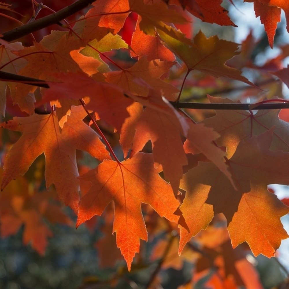 Javor Freemanův Autumn Blaze výška kmene 225cm, zemní bal-1