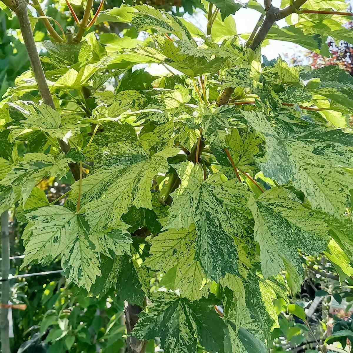 Listnaté stromky a stromy - Javor horský Hermitage kmínek 150cm