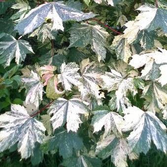 Listnaté stromky a stromy - Javor horský 'Hermitage' květináč 12 litrů, kmínek 120cm, stromek