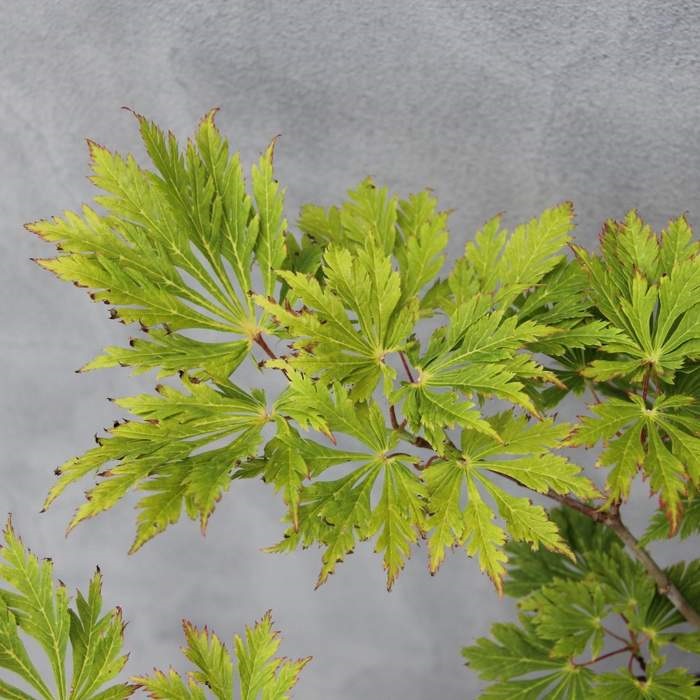 Rostliny - Javor japonský 'Aconitifolium' květináč 10 litrů, výška 40/50cm, keř