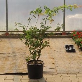 Javor japonský 'Aconitifolium' květináč 10 litrů, výška 40/50cm, keř-0