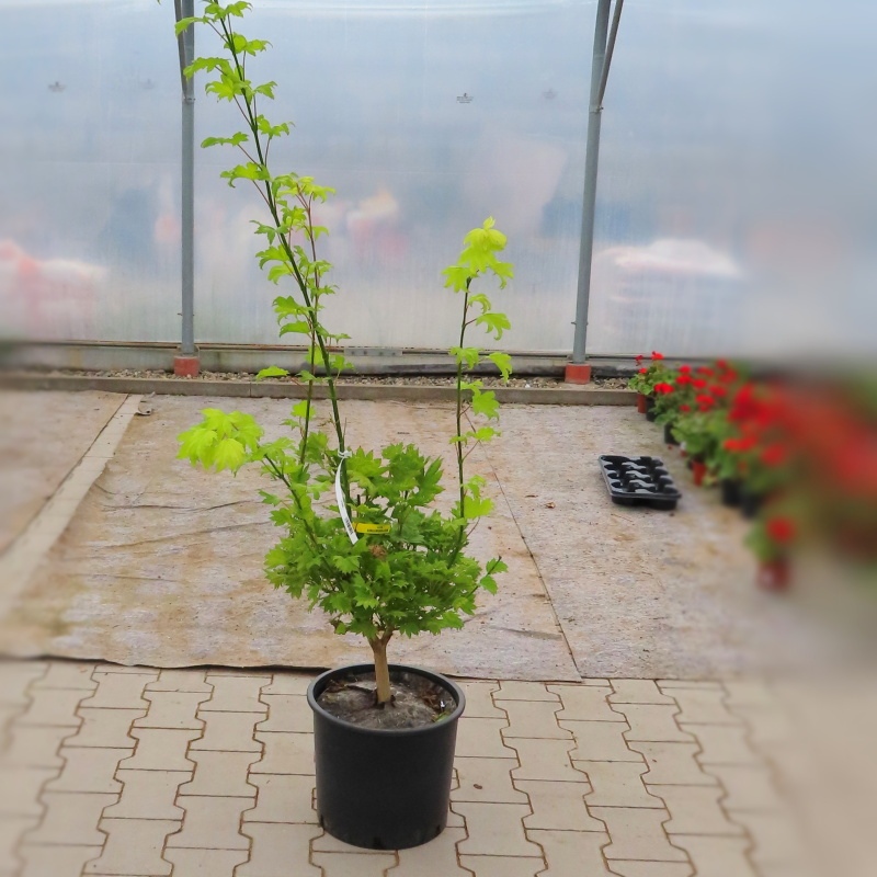 Rostliny - Javor japonský 'Aureum' květináč 15 litrů, kmínek 20cm, výška 80/100cm, stromek