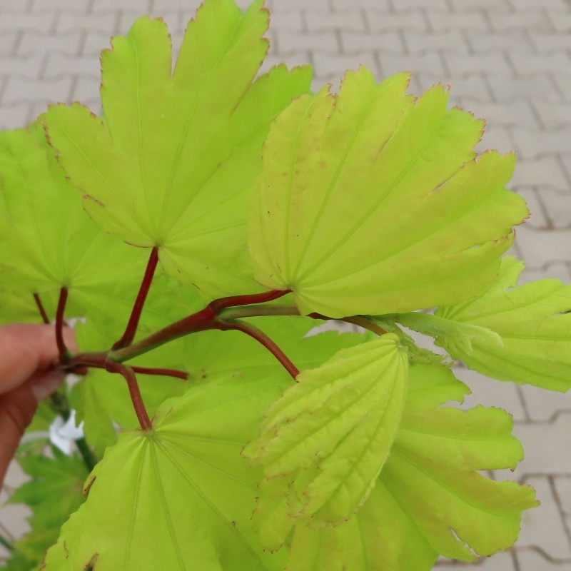 Javor japonský 'Aureum' květináč 15 litrů, kmínek 20cm, výška 80/100cm, stromek-0