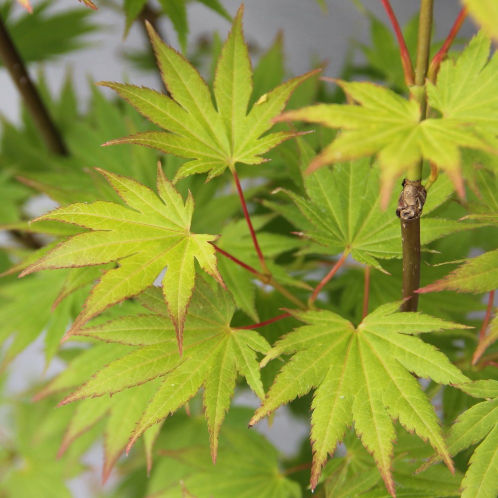 Javor japonský 'Summergold' květináč 2,5 litru, výška 20/30cm, keř-0