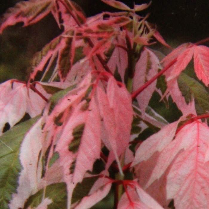 Javor jasanolistý 'Flamingo' květináč 12 litrů, výška 160/180cm, větve od spodu, strom-0