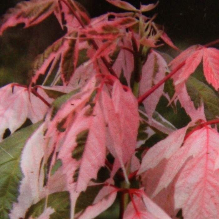 Listnaté stromky a stromy - Javor jasanolistý 'Flamingo' obvod 10/12cm, květináč 30 litrů