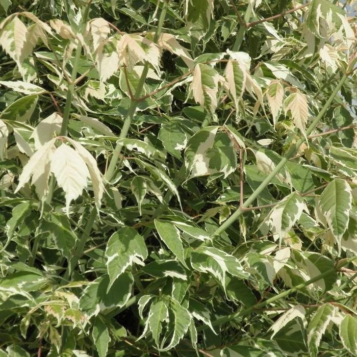 Listnaté stromky a stromy - Javor jasanolistý Flamingo obvod kmene 30/35cm, květináč 300 litrů