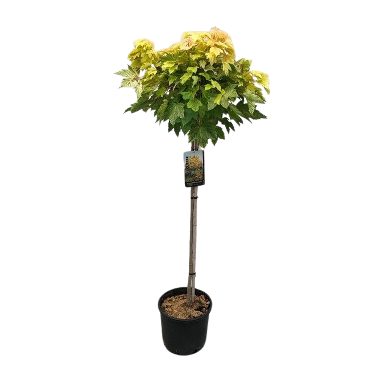 Listnaté stromky a stromy - Javor klen Brilliantisimum kmínek 100cm, květináč 7,5 litru