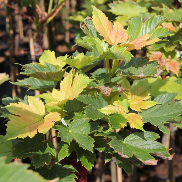 Listnaté stromky a stromy - Javor klen Brilliantissimum květináč 15 litrů, kmínek 150cm, stromek