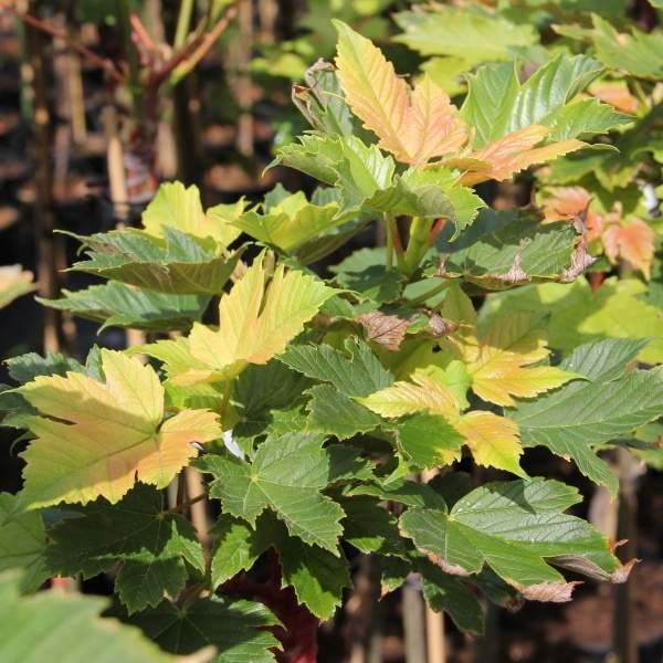 Listnaté stromky a stromy - Javor klen Brilliantissimum květináč 20 litrů, kmínek 180cm, stromek