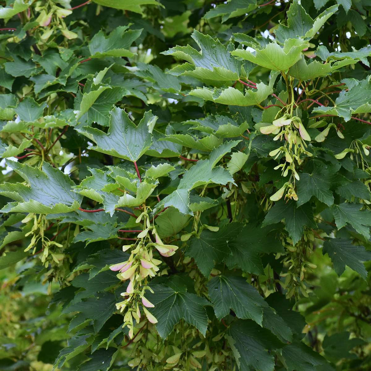 Listnaté stromky a stromy - Javor klen obvod kmene 10/12cm, květináč 30 litrů
