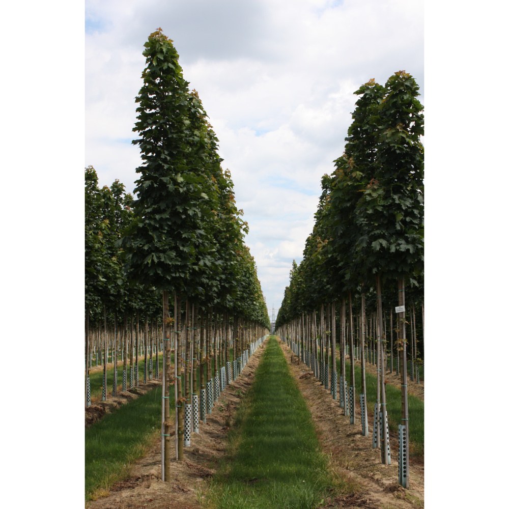 Soliterní stromy - Javor mléč Columnare Typ Ley I výška kmene 225cm, zemní bal
