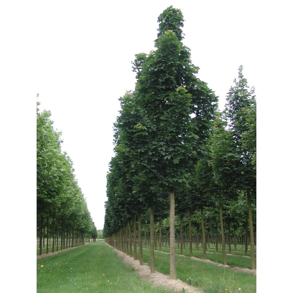 Soliterní stromy - Javor mléč Columnare Typ Ley II výška kmene 225cm, zemní bal