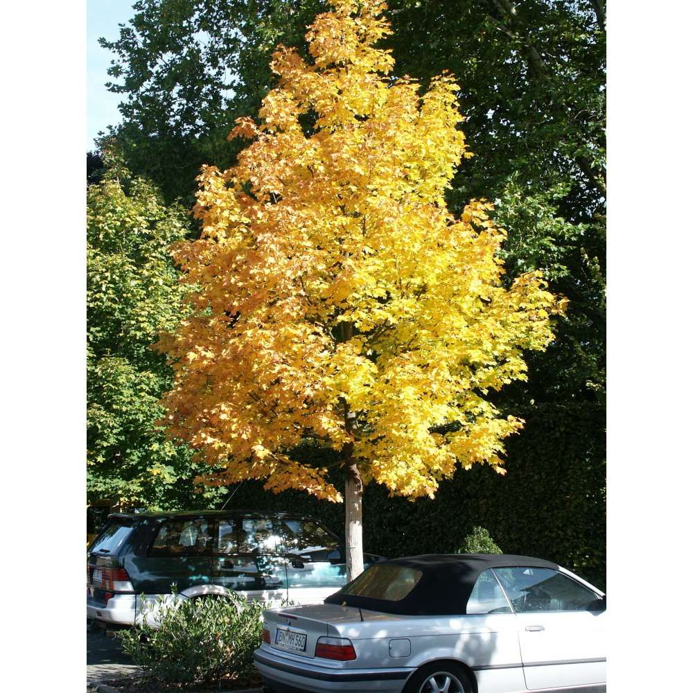 Soliterní stromy - Javor mléč Columnare Typ Ley III výška kmene 225cm, zemní bal