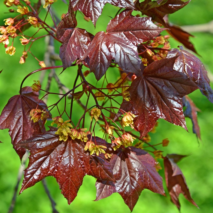 Listnaté stromky a stromy - Javor mléč Crimson King výška 350/400cm, květináč 130 listrů